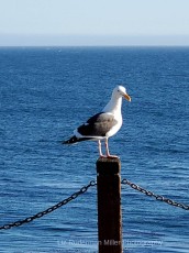 Seagull