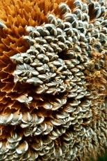 Sunflower Seeds