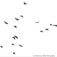 The Birds