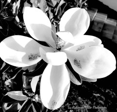 White Magnolia