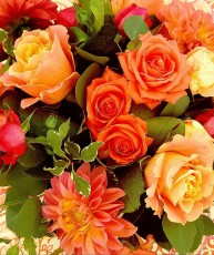 Autumn Beauties