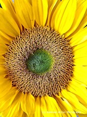 Brilliant Sunflower