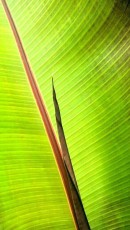 Green Leaf