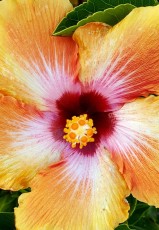 Hibiscus