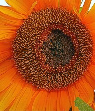 Orange Sunflower