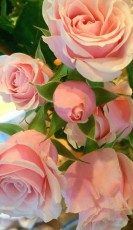 Pink Roses