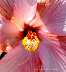 Summer Hibiscus