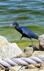 Blue Heron