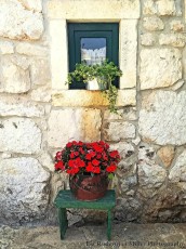 Potted Plants