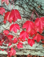 Red Leaves
