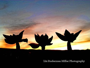 Succulent Sunset