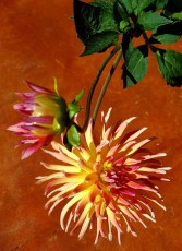 Dahlias