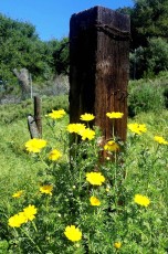 Signs of Spring